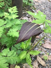 Arisaema