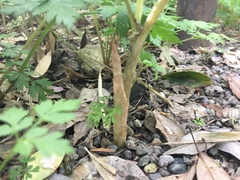 Arisaema
