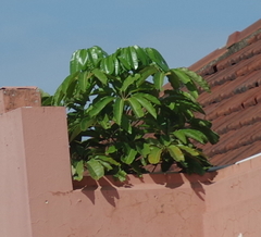 Heptapleurum actinophyllum