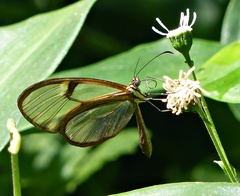 Episcada hymenaea hymenaea
