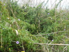 Ipomoea cairica cairica