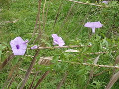 Ipomoea cairica cairica