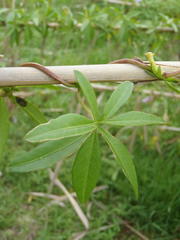 Ipomoea cairica cairica