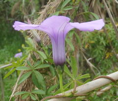 Ipomoea cairica cairica