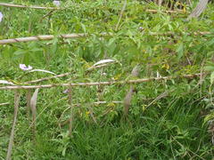 Ipomoea cairica cairica