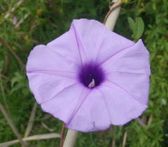 Ipomoea cairica cairica
