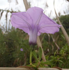 Ipomoea cairica cairica