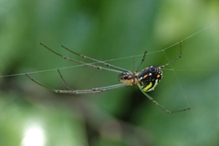 Leucauge regnyi