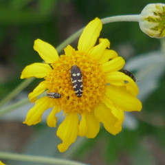 Acmaeodera alicia