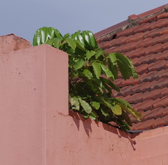 Heptapleurum actinophyllum