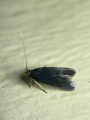 Lecithocera nigrana
