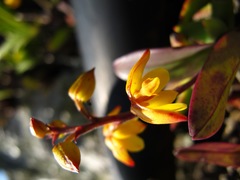 Polystachya pubescens