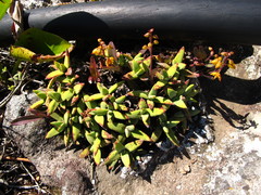 Polystachya pubescens