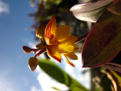 Polystachya pubescens