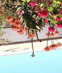 Aloe distans