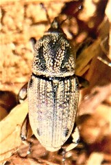 Sphenophorus venatus