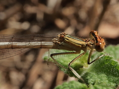 Platycnemis acutipennis