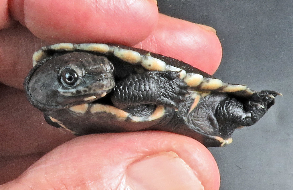 Gibba Toad-headed Turtle from Villavicencio, Meta, Colombia on May 11 ...