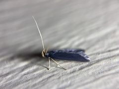 Lecithocera nigrana