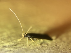 Lecithocera nigrana