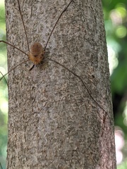 Leiobunum aldrichi
