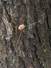 Leiobunum bracchiolum