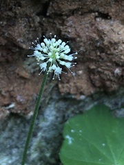 Hydrocotyle leucocephala