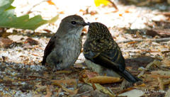 Muscicapa adusta adusta