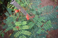 Caesalpinia