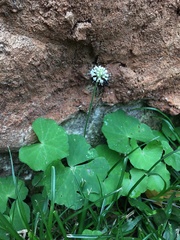 Hydrocotyle leucocephala