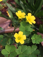 Oxalis niederleinii