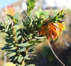 Liparia splendens splendens