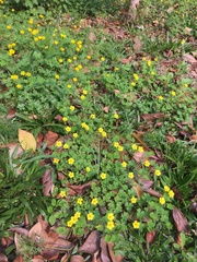 Oxalis niederleinii