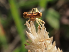 Platycnemis acutipennis