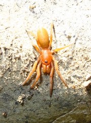 Caponia