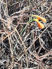 Stenomesson aurantiacum