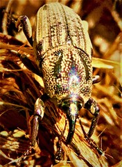 Sphenophorus venatus