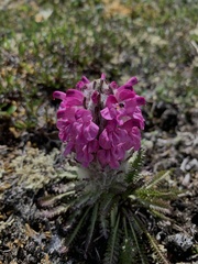 Pedicularis lanata