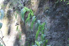 Lasiacis ruscifolia