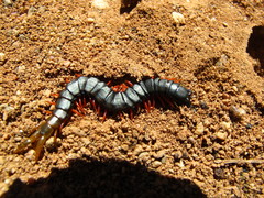 Cormocephalus nitidus