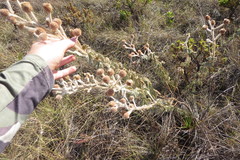 Mimosa lanuginosa