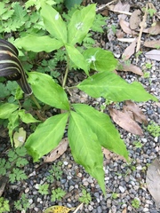 Arisaema