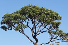 Vochysia thyrsoidea