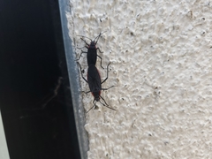 Jadera haematoloma