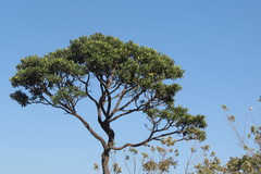 Vochysia thyrsoidea