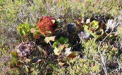 Protea witches broom phytoplasma