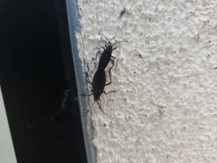 Jadera haematoloma