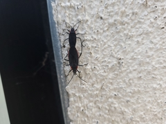 Jadera haematoloma