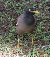 Acridotheres tristis