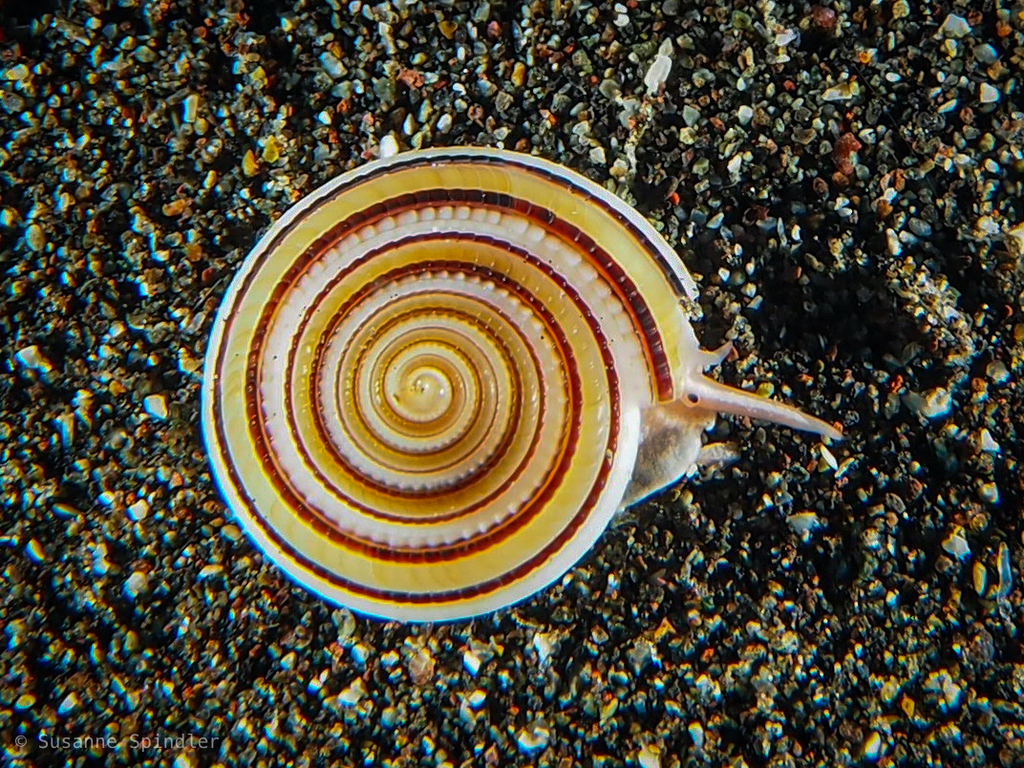 Staircase Shells